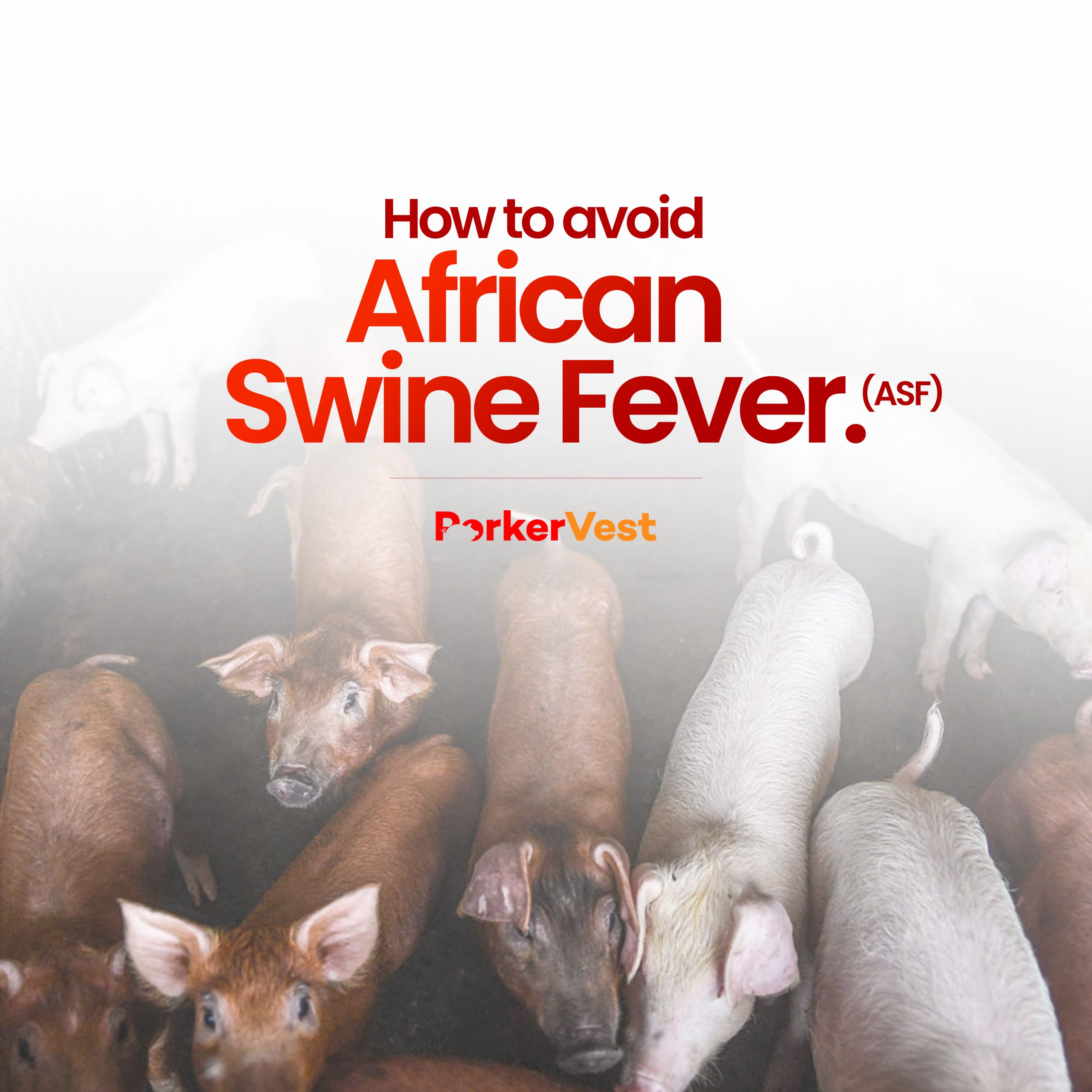 african-swine-fever
